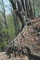 Tessiner Buchenwald (4)